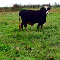 گاو چالوسی شیری با گوساله|حیوانات مزرعه|رشت, رودبارتان|دیوار