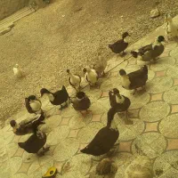 اردک سالم و سرحال|حیوانات مزرعه|بیرانوند, |دیوار