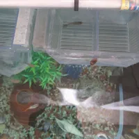 ماهی اکواریمی|ماهی|مراغه, |دیوار