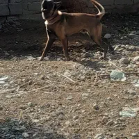 سگ مالینویز گیرنده شناسنامه داره همچی اوکی|سگ|جیرفت, |دیوار