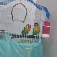 طوطی برزیلی|پرنده|ری, دیلمان|دیوار