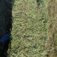 یونجه چین دوم|حیوانات مزرعه|اردبیل, |دیوار