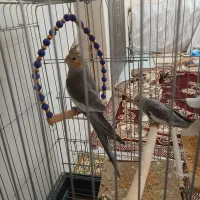 عروس هلندی دو عدد نر و ماده ۵۰ روزه میباشد|پرنده|تهران, دستغیب|دیوار