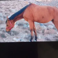 اسب|اسب و تجهیزات اسب‌سواری|بجنورد, |دیوار