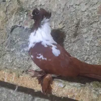 دوتا ککلی نر به فروش میرسد