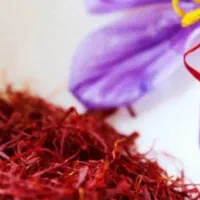 گل زعفران تازه|خوردنی و آشامیدنی|مرند, |دیوار