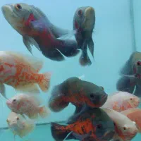 ماهی جدید رسید آکواریوم ماهیداران|ماهی|بیرجند, |دیوار