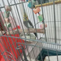 عروس هلندی و طوطی برزیلی|پرنده|تهران, خانی آباد نو شمالی|دیوار