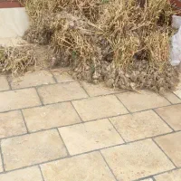 سیر تازه خشک شده