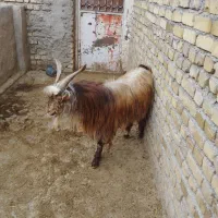 نر بز|حیوانات مزرعه|دشتابی, |دیوار