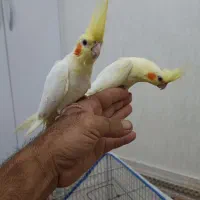 جفت عروس هلندی لوتینو