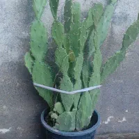 هدیه روز مادر|گل و گیاه طبیعی|کرمانشاه, |دیوار