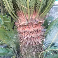 گل گیاه نهال|خدمات باغبانی و درختکاری|فردیس, شهرک ناز|دیوار