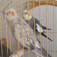یک جفت عروس هلندی با دوتا جوجه