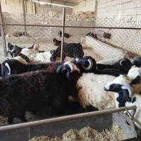 گوشت کهره و بره|خوردنی و آشامیدنی|فسا, |دیوار