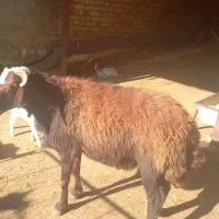 شک قوچ افشار|حیوانات مزرعه|ویسیان, |دیوار