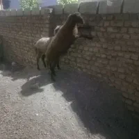 بره نر وماده