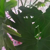 گل برگ انجیری بزرگ و شاداب