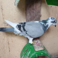 کبوترمسافتی ماده|پرنده|بندر انزلی, نوغان|دیوار