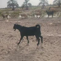 ۷عدد کهره نر بفروش میرسد