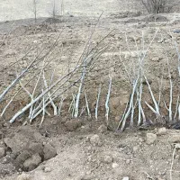 نهال گردو|گل و گیاه طبیعی|مهاباد (آذربایجان غربی), |دیوار