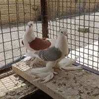 کبوتر پشت تزئنی|پرنده|مشهد, پنجتن|دیوار