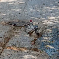 یه عددخروس درکوت عبدالله