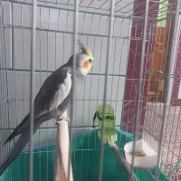 دو عدد عروس هلندی سخنگو|پرنده|زرند, |دیوار