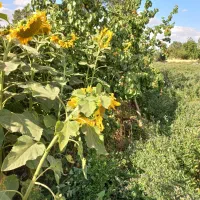 باغ 1000متری باآب دینام معاوضه فقط باخانه در شهرک|فروش دفتر صنعتی، کشاورزی، تجاری|خوی, |دیوار