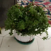 گلدان خرفه ای زیبا و سرحال