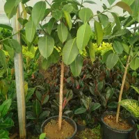 گل به قیمت تولید کننده