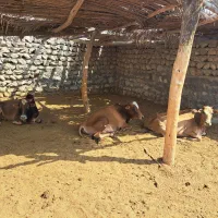 فروش ۶ راس گاو و گوساله نر|حیوانات مزرعه|لامرد, |دیوار