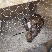 فروش خرگوش