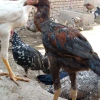 تخم مرغ لاری نطفه دار|حیوانات مزرعه|قزوین, |دیوار