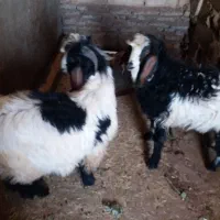 بزقاله نر سالم