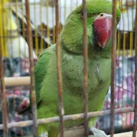 طوطی ملنگو|پرنده|سمنان, |دیوار