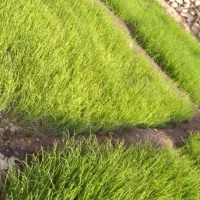 مرغ کرک