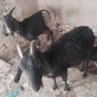 دوبز  ویه کهره به فروش میرسد توافقی