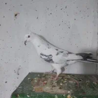 کبوتر ساعتی