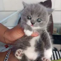 گربه اسکاتیش رنگ بلو فول کیفیت