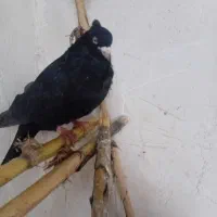 کفتر فروشی پرشی وبغدادی والمانی