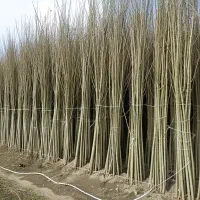 توضیع قلمه نیگرا ترکیه