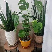 گل برگ انجیری،سانسوریا،نخل مرداب،رویال،قاشقی