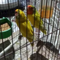 عروس هلندی وطوطی برزیلی