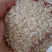 برنج قریبی گیلان