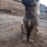 توله سرابی ۳ماهه