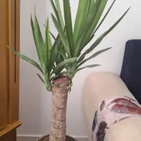 گل طبیعی|گل و گیاه طبیعی|بیرجند, |دیوار