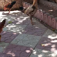 خروس لاری