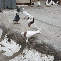 طوقی مهر معاوضه با سره بخون|پرنده|تهران, یافت آباد جنوبی|دیوار