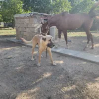 اسب شجره داره